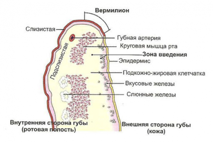 РИС 4. Периоральная область анатомия