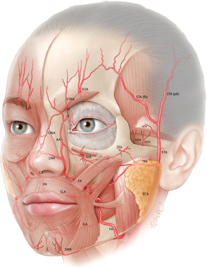 anatomy face
